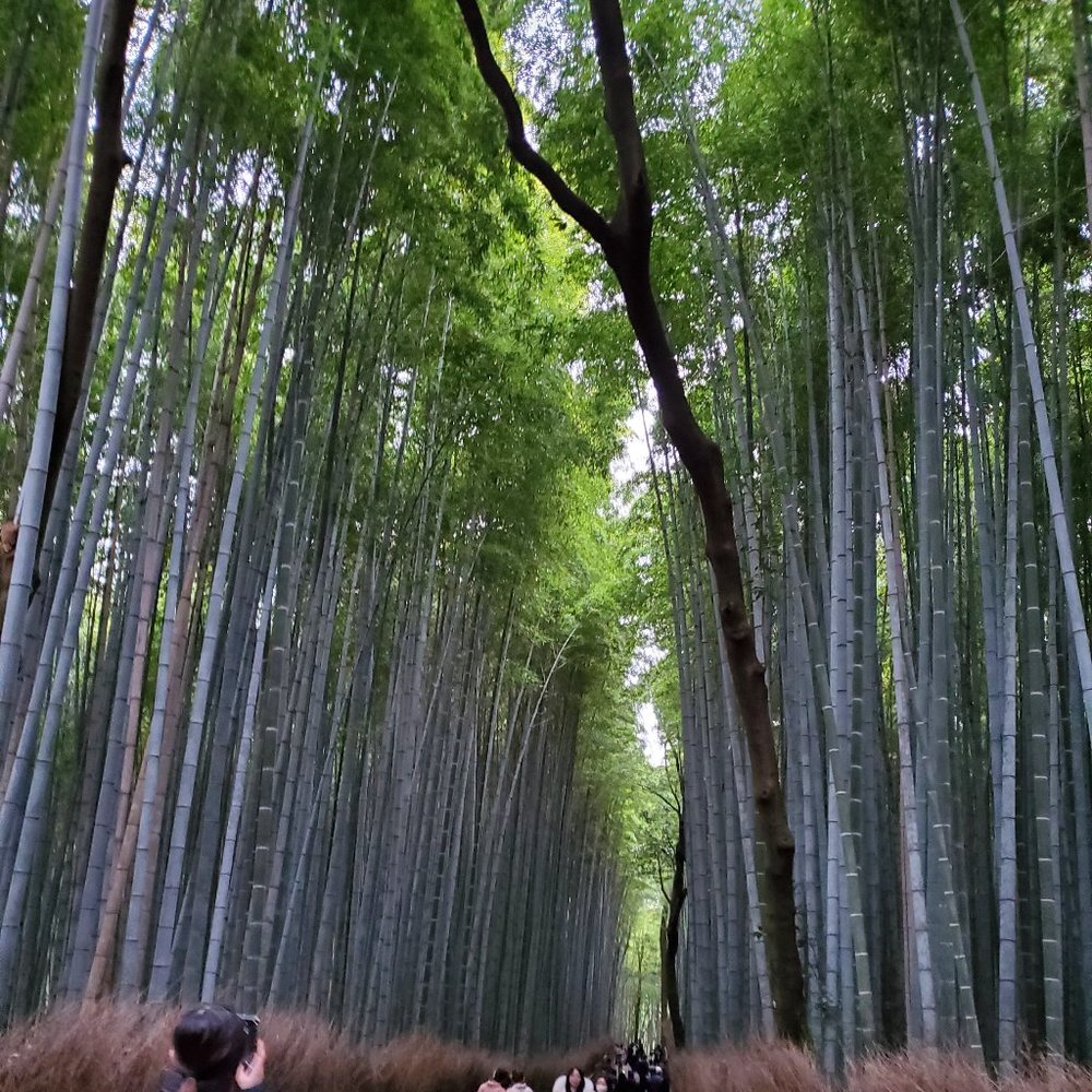 Meet your Posher, Olive